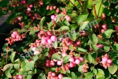 Снежноягодник Доренбоза Аметист Symphoricarpos doorenbosii Ametist
