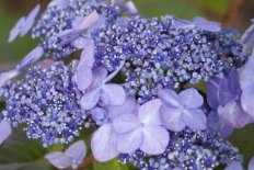 Гортензия крупнолистная Твист-н-Шаут Hydrangea macrophylla Endless Summer ® Twist-n-Shout