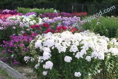 Флоксы