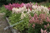 Многолетние растения: выбираем, сажаем, ухаживаем