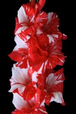 Гладиолус Зебра Gladiolus Zebra