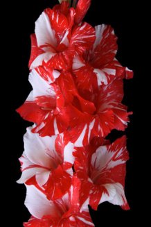 Гладиолус Зебра Gladiolus Zebra