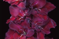 Гладиолус Кармен Gladiolus Garmen