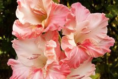 Гладиолус Игрок Gladiolus Igrok