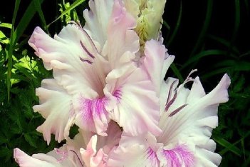 Гладиолус Зиеду Скульптура Gladiolus Ziedu Skulptura