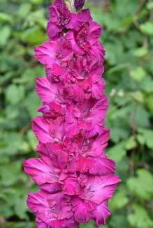 Гладиолус Павел Чумарин Gladiolus Pavel Chumarin