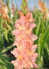 Гладиолус Графиня Gladiolus Grafinya