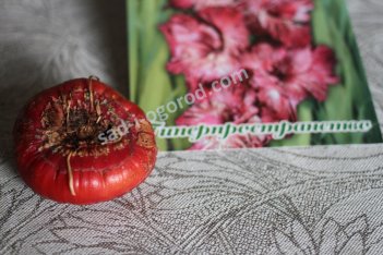 Гладиолус Гиперпространство Gladiolus Giperprostranstvo