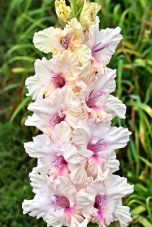 Гладиолус Морская царица Gladiolus Morskaya Tsarica