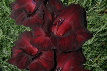 Как выбрать посадочный материал гладиолусов