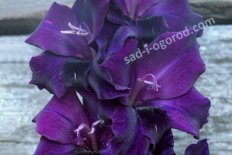 Гладиолус Шипшейн Gladiolus Shipshejn
