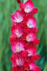 Гладиолус Веер Gladiolus Veer