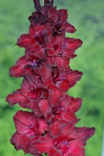 Гладиолус Сенегал Gladiolus Senegal