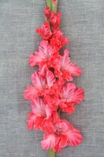 Гладиолус Арлекин Gladiolus Arlekin