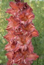 Гладиолус Наташенька Gladiolus Natashenka