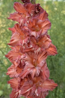 Гладиолус Наташенька Gladiolus Natashenka