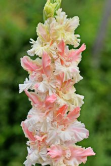 Гладиолус Роса в изумруде Gladiolus Rosa v isumrude