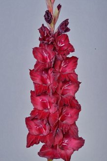 Гладиолус Таинство Ночи Gladiolus Tainstvo Nochi