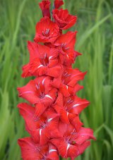 Гладиолус Юг Светоч Gladiolus Yug Svetoch