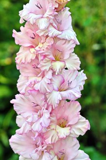 Гладиолус Легкое Дыхание Gladiolus Legkoe Dyhanie