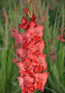 Гладиолус Бенгальский Огонь Gladiolus Bengalskij Ogon