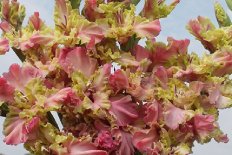 Гладиолус Монтесума Gladiolus Montezuma
