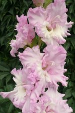 Гладиолус Краля Gladiolus Kralya