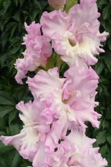 Гладиолус Краля Gladiolus Kralya