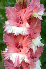 Гладиолус Портрет Незнакомки Gladiolus Portret Neznakomki