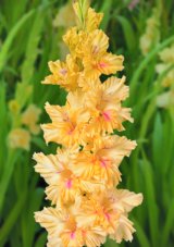 Гладиолус Изюминка Gladiolus Izyuminka