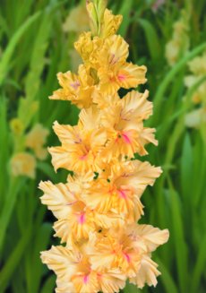 Гладиолус Изюминка Gladiolus Izyuminka