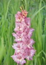Гладиолус Кружевница Gladiolus Kruzhevnica