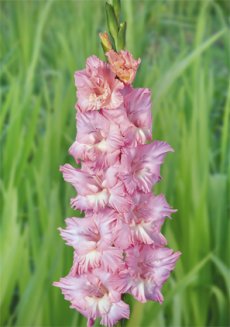 Гладиолус Кружевница Gladiolus Kruzhevnica