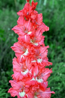 Гладиолус Красная Площадь Gladiolus Krasnaya Plowad