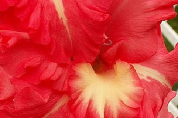 Гладиолус Красная Площадь Gladiolus Krasnaya Plowad