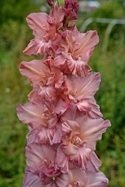 Гладиолус Шоколадница Gladiolus Shokoladnica