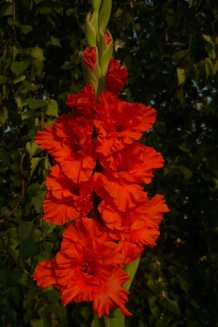 Гладиолус Огонь Желаний Gladiolus Ogon Zhelanij
