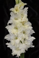 Гладиолус Сын Луны Gladiolus Syn Luny