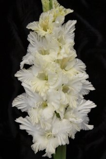 Гладиолус Сын Луны Gladiolus Syn Luny