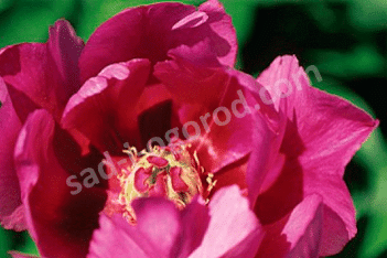 Пион Ито-гибрид Литл Дарлин Paeonia itoh Little Darlin
