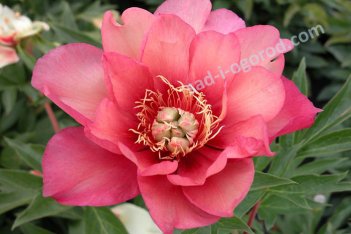 Пион Ито-гибрид Джулия Роуз Paeonia itoh Julia Rose