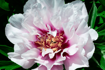 Пион Ито-гибрид Кора Луиза Paeonia itoh Cora Louise