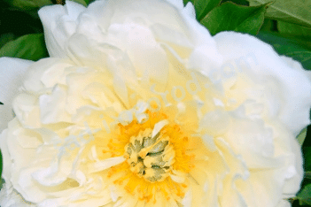 Пион Ито-гибрид Вайт Имперор Paeonia Itoh White Emperor
