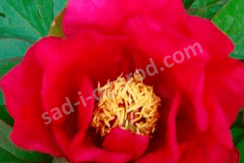 Пион Ито-гибрид Юник Paeonia Itoh Unique