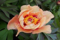 Пион Ито-гибрид Сонома Эприкот Paeonia itoh Sonoma Apricot