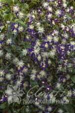 Клематис ароматный Clematis aromatica
