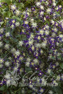 Клематис ароматный Clematis aromatica