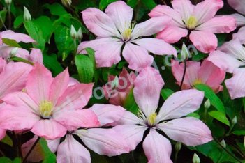 Клематис Ай-Нор Clematis Ai-Nor