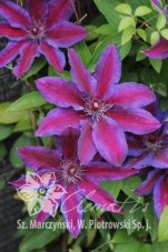 Клематис Акаиши Clematis Akaishi