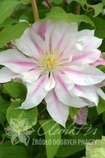 Клематис Андромеда Clematis Andromeda